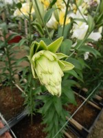 [4154 Doubleen No02.JPG]